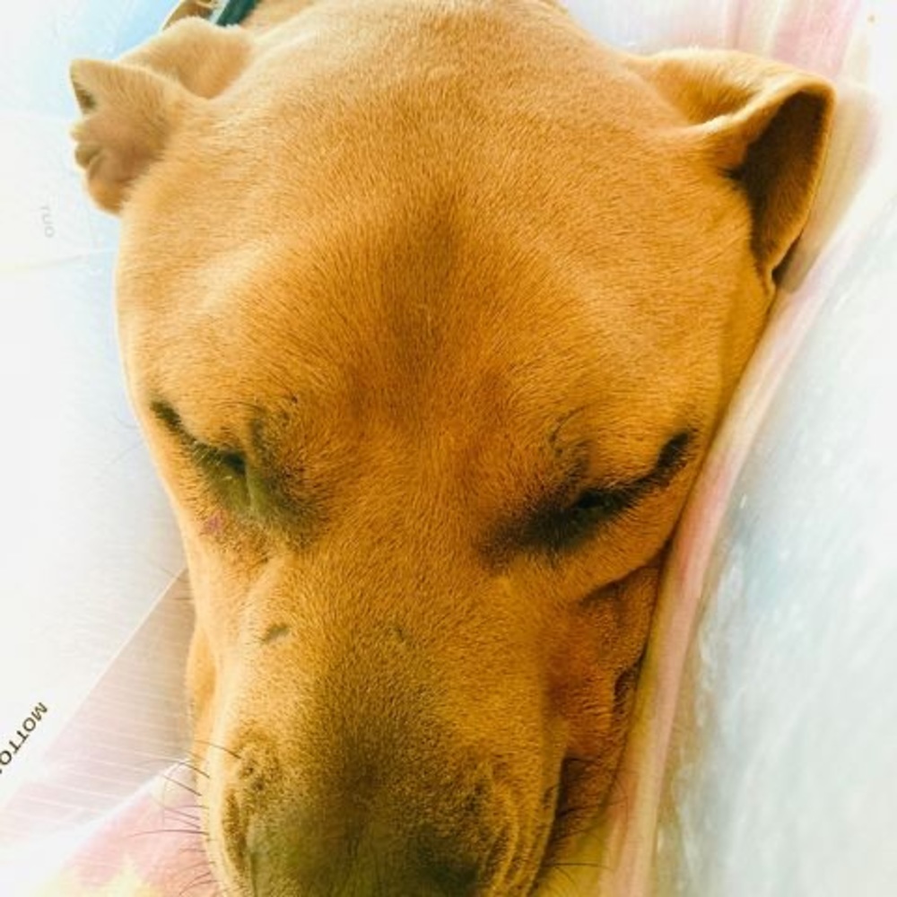 Meet your Posher, Ann